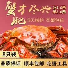 现货阳澄湖大闸蟹鲜活螃蟹特大公蟹4.0两 母蟹3.0两8只包邮礼盒装